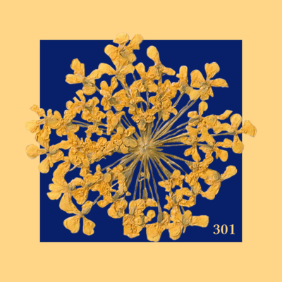 301 Front Cover