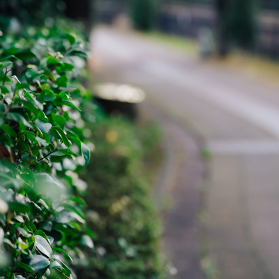 雨のマジックのジャケット写真