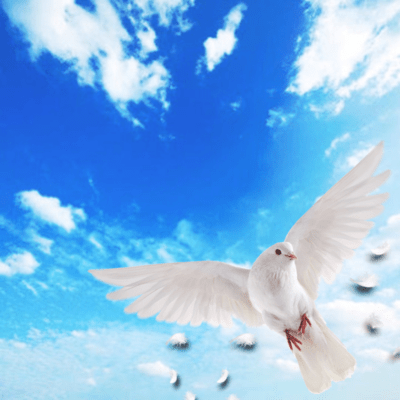 smileing wings Front Cover