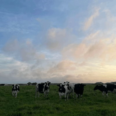 My real (feat. Airhope) Front Cover