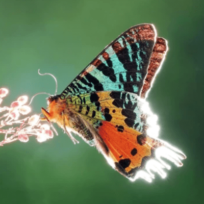 Wake up!!! (feat. Airhope) Front Cover