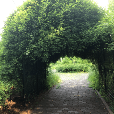 A light red music box Front Cover