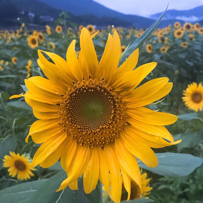 “How are you?”のジャケット写真