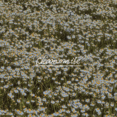 Chamomile Front Cover