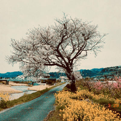 桜吹雪のジャケット写真