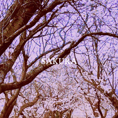 SAKURA Front Cover