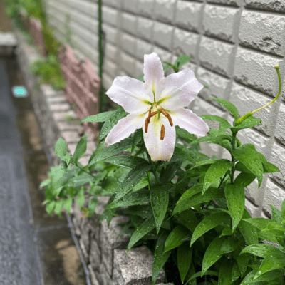 THE LILY Front Cover