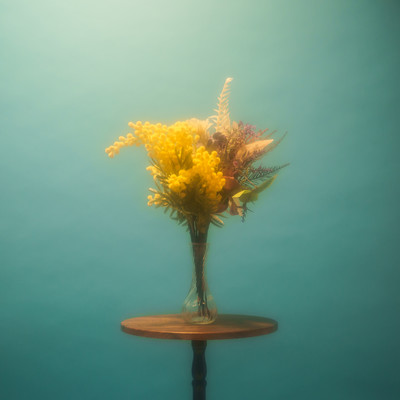 mimosa Front Cover
