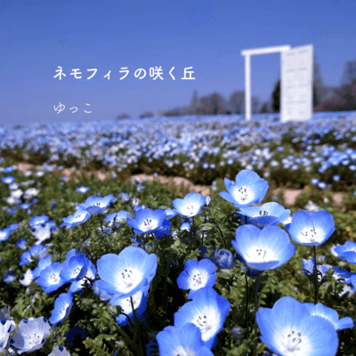The Hill where Nemophila Blooms Front Cover