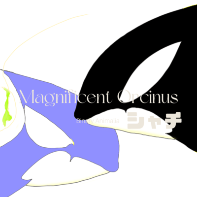 Magnificent Orcinus シャチのジャケット写真