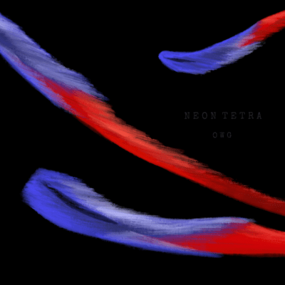 Neon Tetra Front Cover