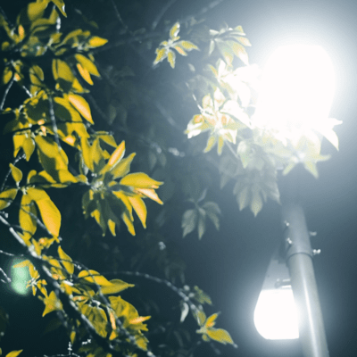 白夜のジャケット写真