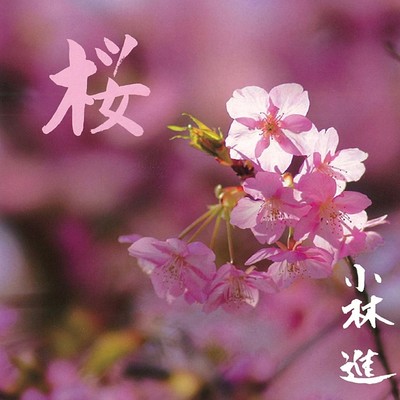 SAKURA Front Cover