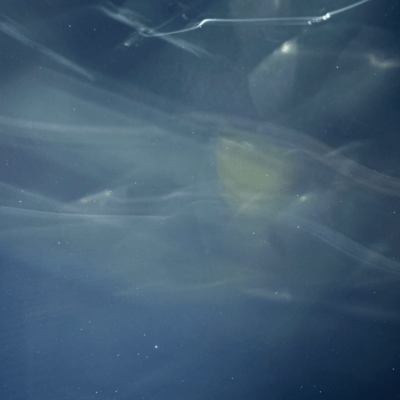 I can't say"I don't care"のジャケット写真