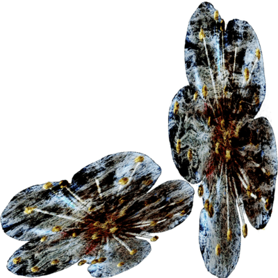 Burnt Skinのジャケット写真