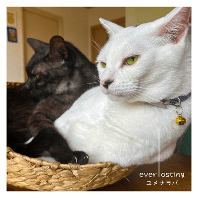 everlasting -even if a dream- (feat. Chis-A & Kirune) Front Cover