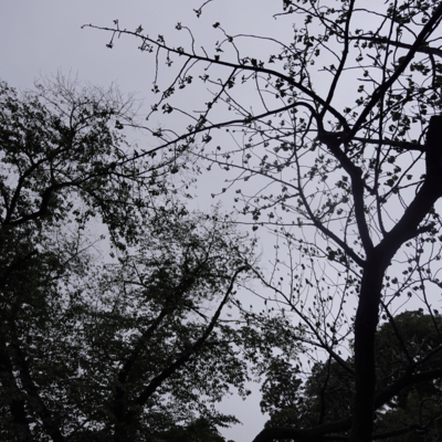 Back Waveのジャケット写真