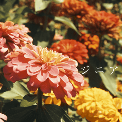 Zinnia Front Cover