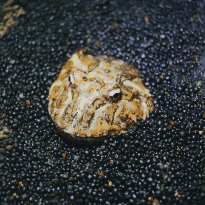 Frog in the well Front Cover