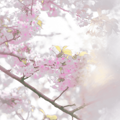 終わりの歌のジャケット写真