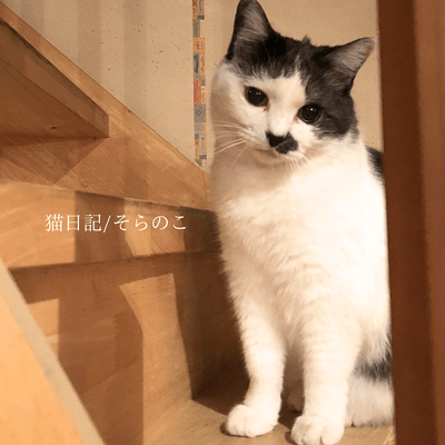 nekonikki Front Cover