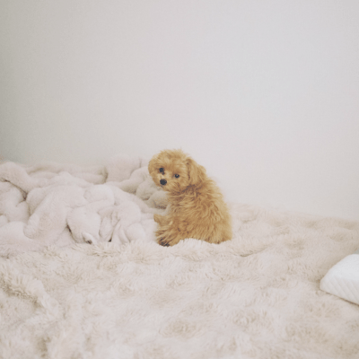 dog song Front Cover