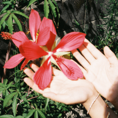 blue spring memorial Front Cover