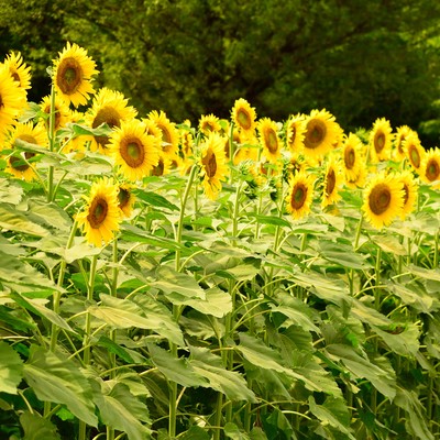 485のジャケット写真