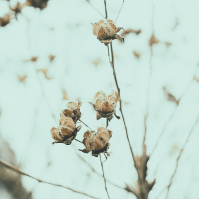 say leaf Front Cover