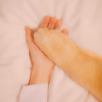 虹の橋のたもとからのジャケット写真