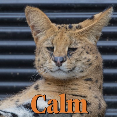Calm Front Cover