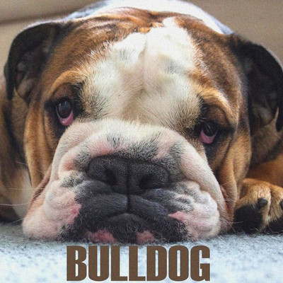 BULLDOGのジャケット写真