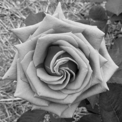 Rules Front Cover