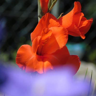 Hyoutenka Front Cover