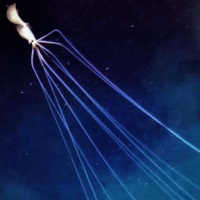 The Blue Front Cover