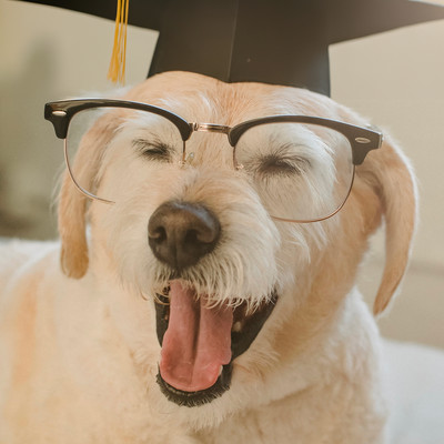 ボクはイヌ!のジャケット写真