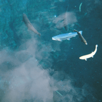 kabajiのジャケット写真