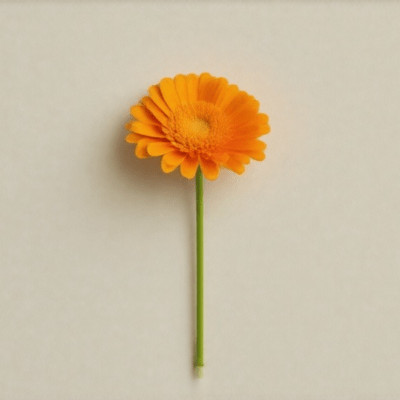 To where you bloom Front Cover