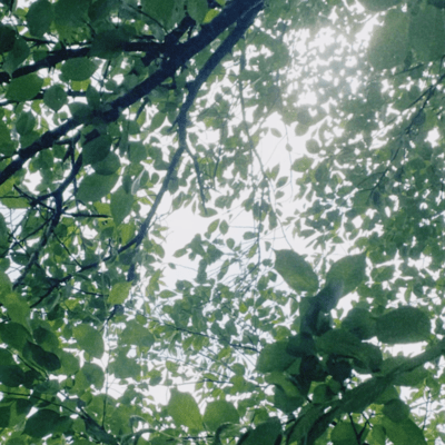 Green moment Front Cover