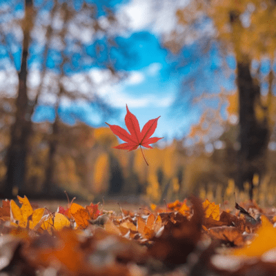 Symphony of Autumn Front Cover