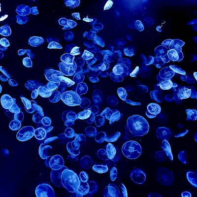 漂って、沈んでのジャケット写真