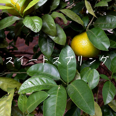 スイートスプリングのジャケット写真