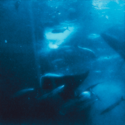 深海のジャケット写真