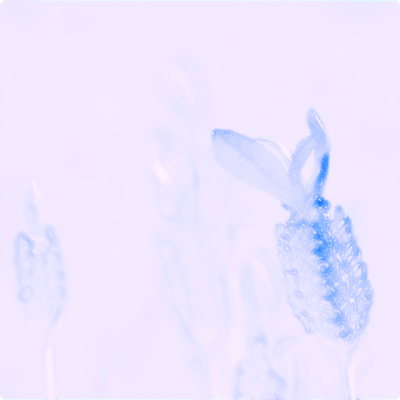 夢みる埋葬のジャケット写真