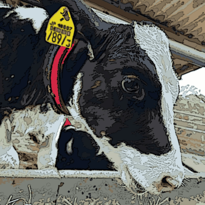 朝がきたのジャケット写真