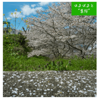 hazakura Front Cover