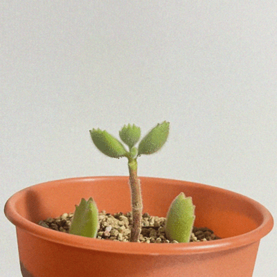 でかだんすのジャケット写真