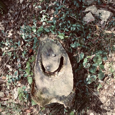 SATORIのジャケット写真