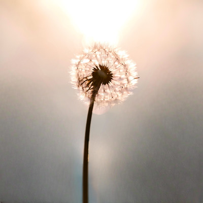 Kiseki No Ibasho Front Cover