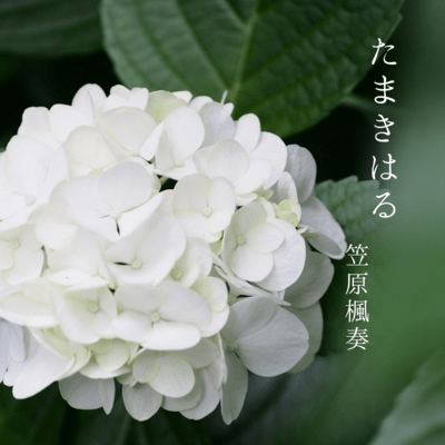 Tamakiwaru Front Cover